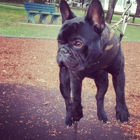 french bukk|French Bulldog 